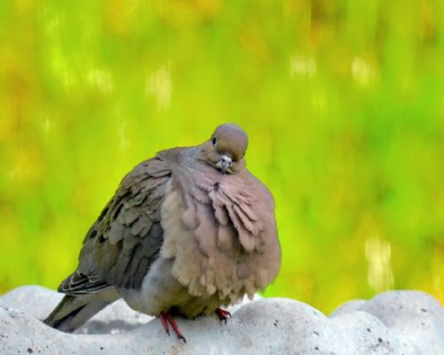 Ruffled Dove