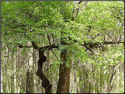 springwood trees