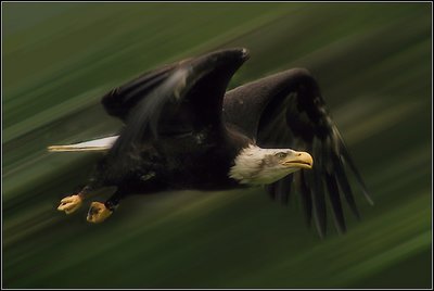 American bald eagle flight 2