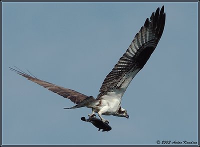 Bringing home the food