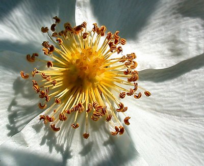 Pure white flower.