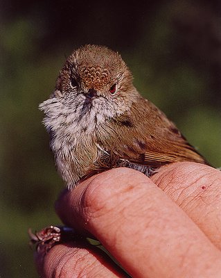 Bird in the Hand - Brown Thornbill