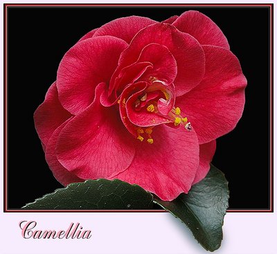 Camellia.*
