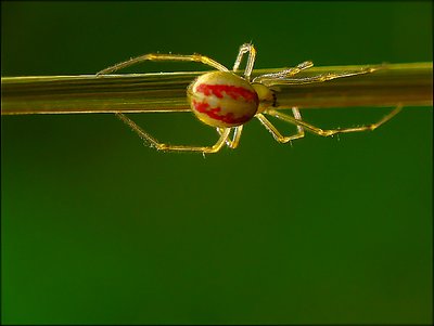 red and green