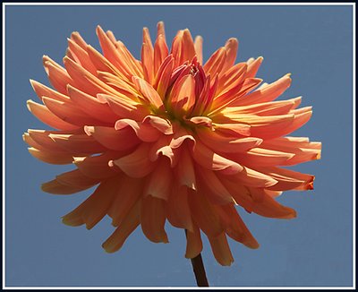 Orange Dahlia