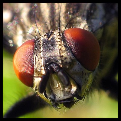Garden Fly