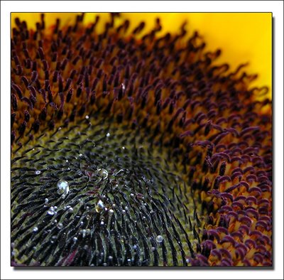 Sunflower Close Up!