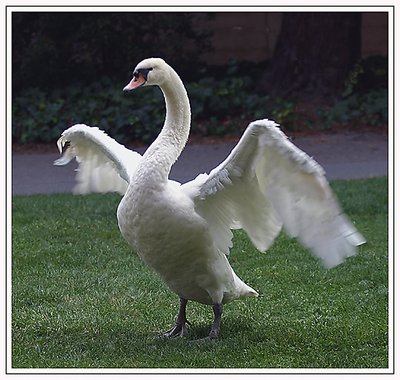 Graceful Swan