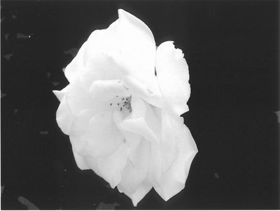 WHITE ROSE