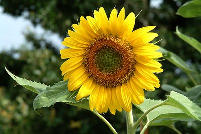 sunflower