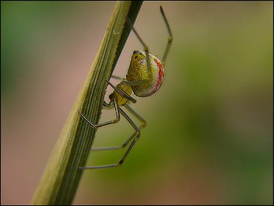 red monstrum
