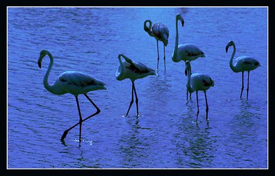 Blue Flamingo