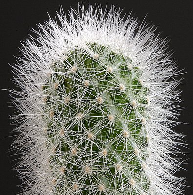 Hairy Cactus