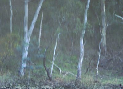 Yarra Bend Park