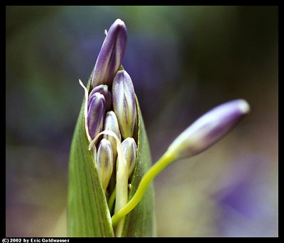 Almost an Agapanthus