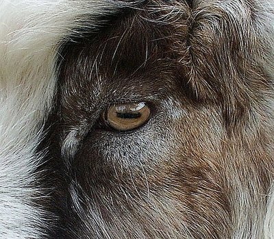 Eye of an goat