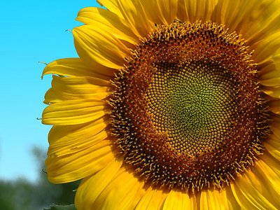 big sunflower