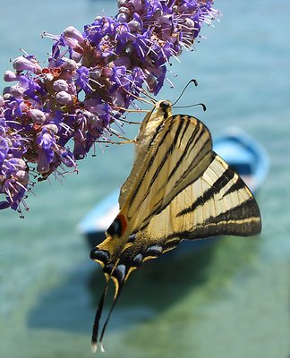 A sailor butterfly....