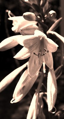 Flower - sepia