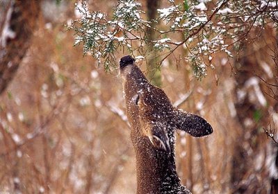 Doe in Winter #2