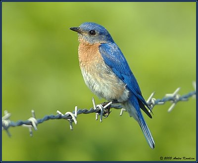 Eastern Bluebird