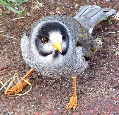 Noisy Miner