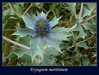 Eryngium maritimum