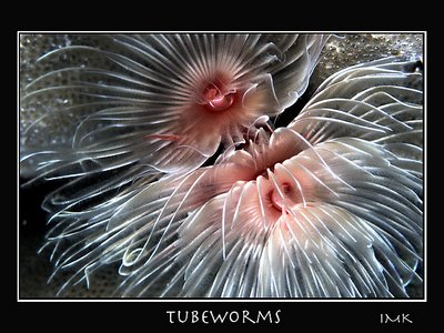 Tubeworms