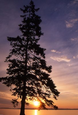 Backlight Conifer
