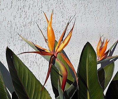 Flower on Wall