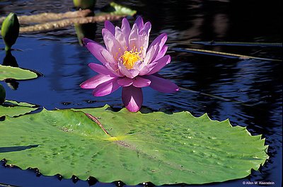 Water Lilly (s923)