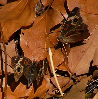 Butterflies Conferring...