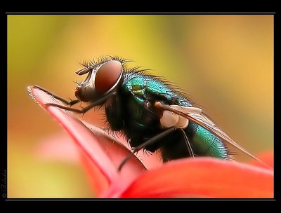 Amazing Fly