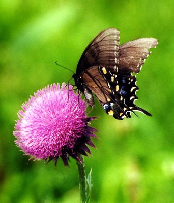 Swallowtail