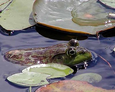 Starry Frog