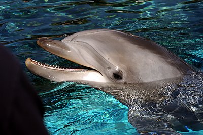 Dolphin