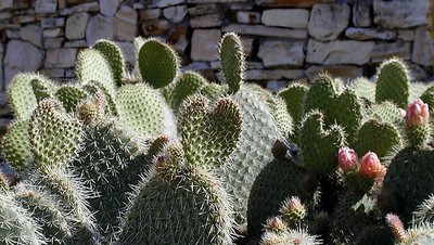 Cacti