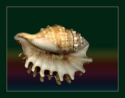 Shell reflection
