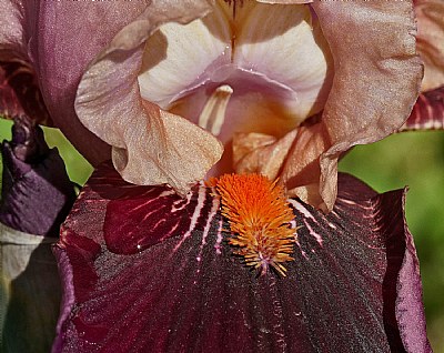 Iris tongue