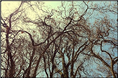 wind trees