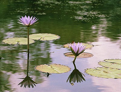 Water Lillies