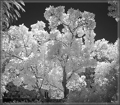 Oak Tree