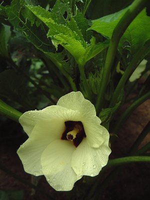 Okra Blossom