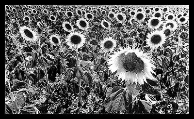 Sunflowers in gray