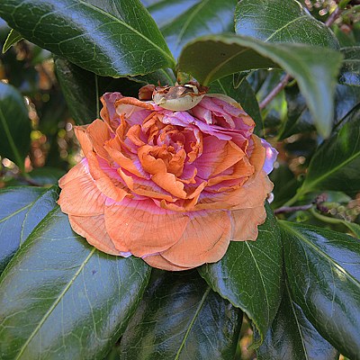 camellia