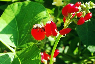 Wonderful red for Bee's