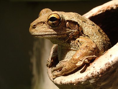 Pot-Bellied, Cuban Tree Frog