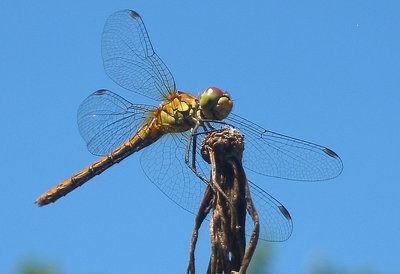 Dragonfly in the air