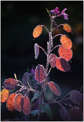 Backlit Honesty