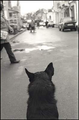 Street watcher